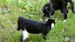 Katzen beim Spielen