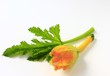 Zucchini