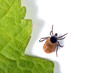 Tick on gras