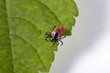 Tick on gras