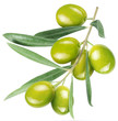 Olives on branch with leaves