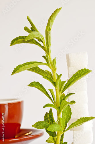 Photo: Stevia rebaudiana, Zuckerersatz Stevia rebaudiana, Zuckerersatz