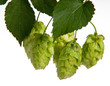 hop cones