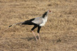Oiseau secrétaire (Sagittarius serpentarius) Oiseau secrétaire (Sagittarius serpentarius)