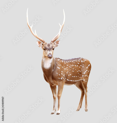 Photo: male axis deer male axis deer