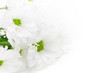 weisse Margeriten