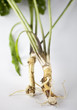 Chrzan / horseradish