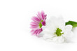 zwei Blüten