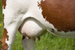 Cow udders.