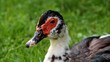 Duck - very tired