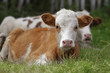 Calves lie in a grass