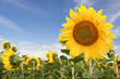 Suns of Poland.