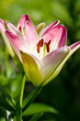 Lily