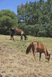 Photo: Two horses eating grass Two horses eating grass