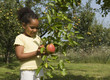 Cueillette des pommes