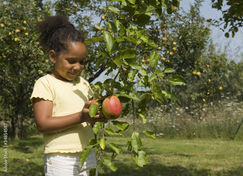 Photo: Cueillette des pommes Cueillette des pommes