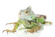 Green Iguana