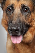 German shepherd dog German shepherd dog