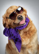 Golden Retriever in sunglasses
