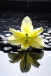 Spa still life with lily flower on black pebble