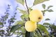 apples on a tree .