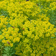 canvas print picture - Wolfsmilch - Euphorbia