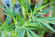 cannabis, chanvre indien, marijuana