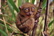 Tarsier