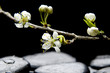 Still life with Pink blossom sakura