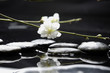 therapy stones with spring white cherry sakur