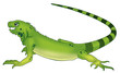 iguana