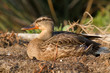 canard tranquille