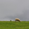 Irland
