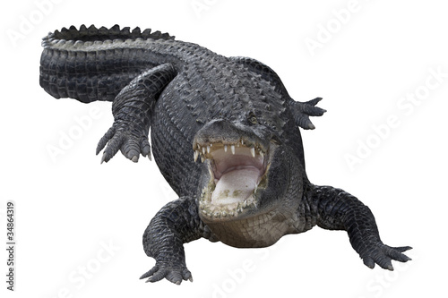 Photo: Aggressive Crocodile Aggressive Crocodile
