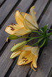 Lilien