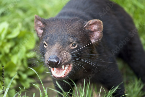 Photo: Snarling Tasmanian Devil Snarling Tasmanian Devil