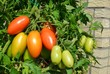 Tomaten