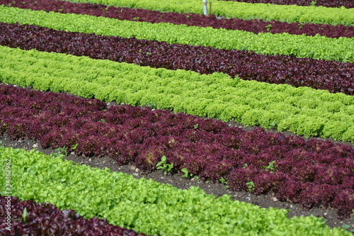 Photo: Salat Salat