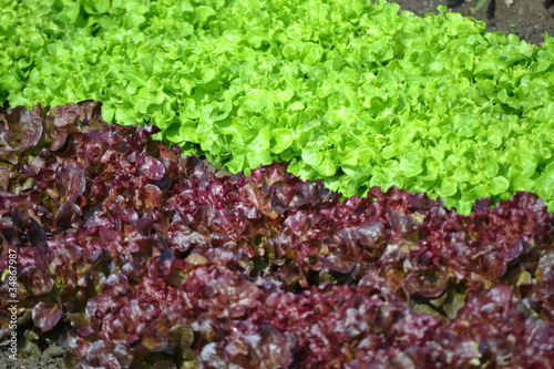 Photo: Salat Salat