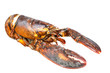 Nice piece of lobster Nice piece of lobster