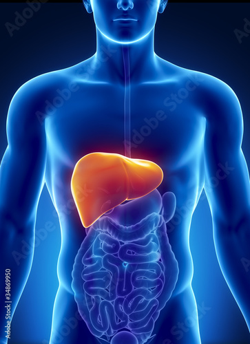 Illustration: Male liver anatomy with digestive organs Male liver anatomy with digestive organs
