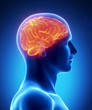 Human brain glowing lateral view Human brain glowing lateral view