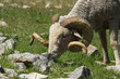 Bélier Mérinos Bélier Mérinos