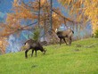 Gamswild auf der herbstlichen Waldlichtung