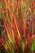 Imperata Cylindrica