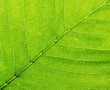 Leaf of a plant closeup. Macro.