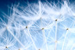 The Dandelion background. Macro photo of dandelion seeds.
