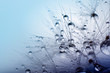 Abstract macro photo of plant seeds with water drops.