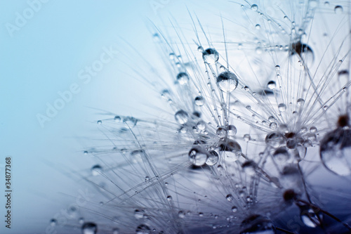 Photo: Abstract macro photo of plant seeds with water drops. Abstract macro photo of plant seeds with water drops.