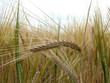 roggenfeld roggenfeld